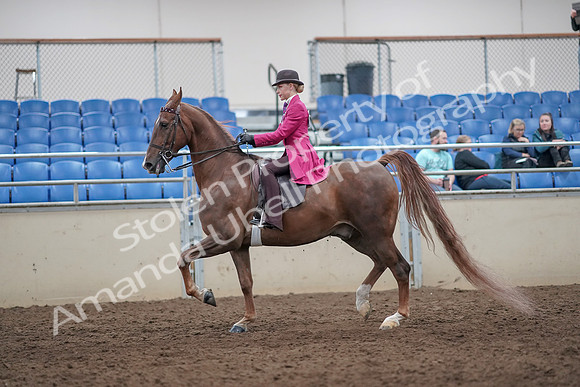 2019 Morgan Horse Show - Aug 31, 2019 - 08632