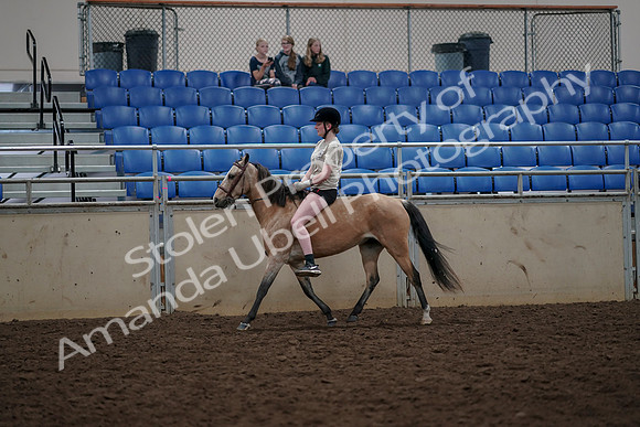 2019 Morgan Horse Show - Aug 30, 2019 - 31064