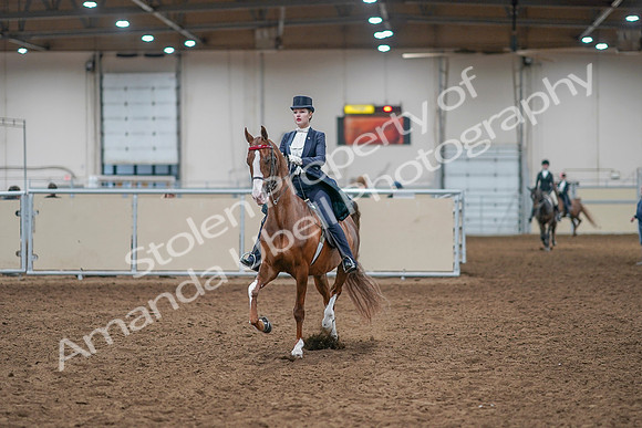 2020 - AB Morgan Horse - Sat, Sept 05 - 11362