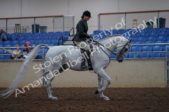2019 Morgan Horse Show - Aug 31, 2019 - 16154