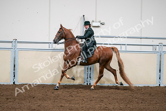 2020 - AB Morgan Horse - Sat, Sept 05 - 08057