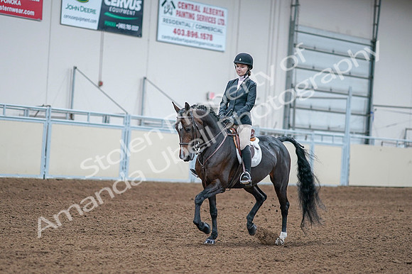 2020 - AB Morgan Horse - Fri, Sept 04 - 06163