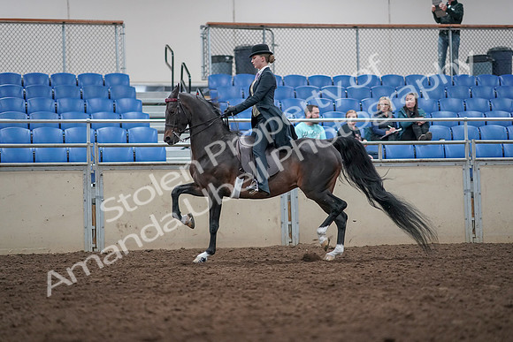 2019 Morgan Horse Show - Aug 31, 2019 - 08735