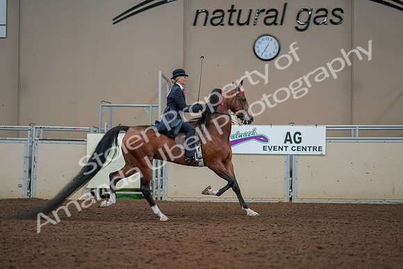 2019 Morgan Horse Show - Aug 30, 2019 - 25309
