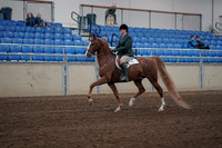 2019 Morgan Horse Show - Sept 01, 2019 - 12170