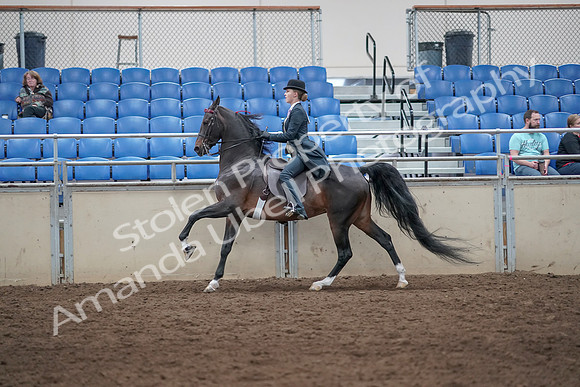 2019 Morgan Horse Show - Aug 31, 2019 - 08788