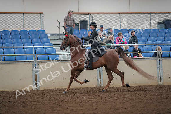2019 Morgan Horse Show - Aug 30, 2019 - 24978