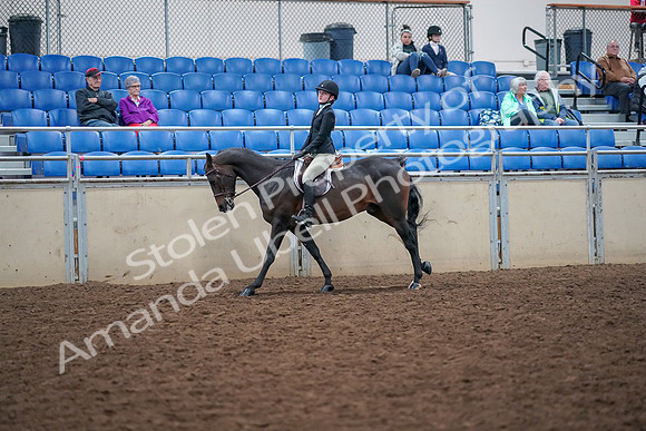 2019 Morgan Horse Show - Aug 30, 2019 - 20557