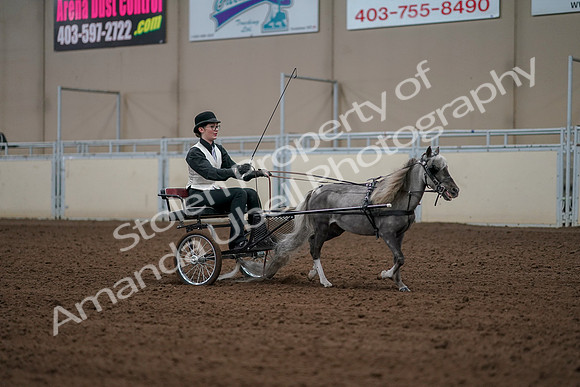 2019 Morgan Horse Show - Aug 30, 2019 - 13411
