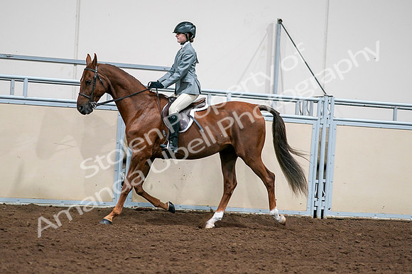 2020 - AB Morgan Horse - Fri, Sept 04 - 03039