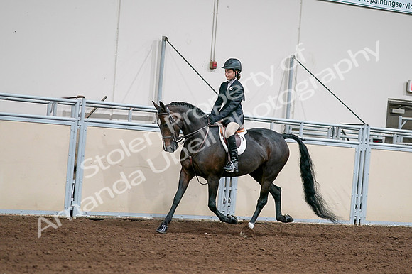 2020 - AB Morgan Horse - Fri, Sept 04 - 02015