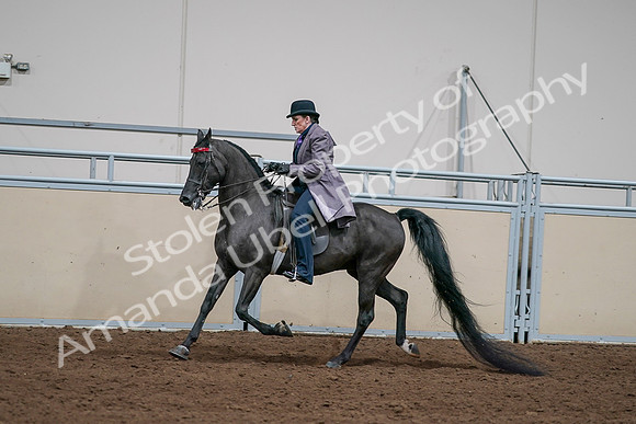 2020 - AB Morgan Horse - Sat, Sept 05 - 13714
