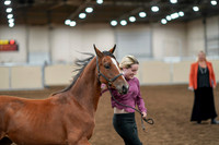2020 - AB Morgan Horse - Fri, Sept 04 - 07599