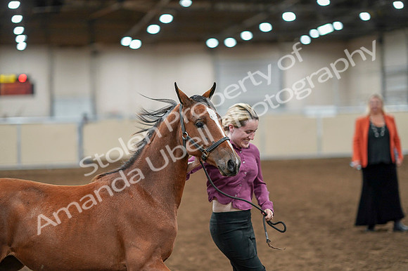 2020 - AB Morgan Horse - Fri, Sept 04 - 07599