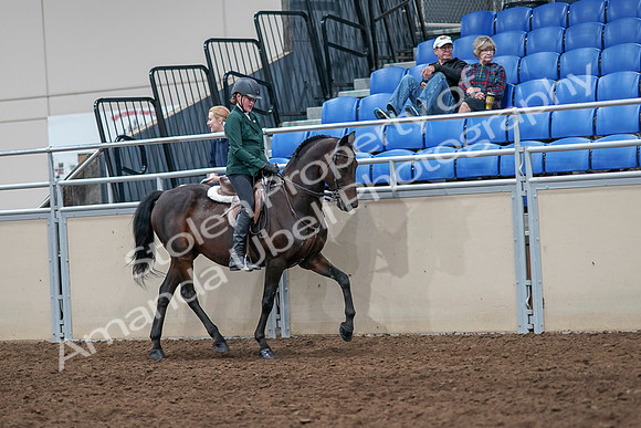 2020 - AB Morgan Horse - Sat, Sept 05 - 05144