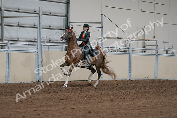 2020 - AB Morgan Horse - Fri, Sept 04 - 09703
