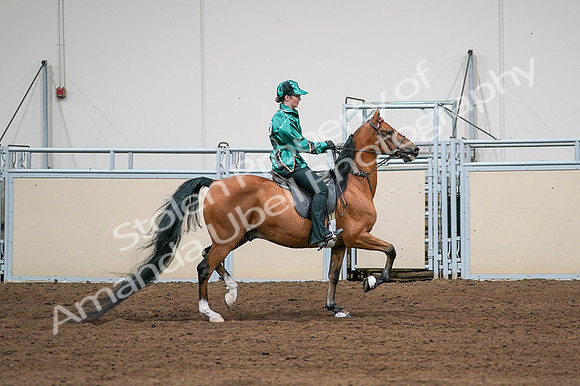 2020 - AB Morgan Horse - Fri, Sept 04 - 08695