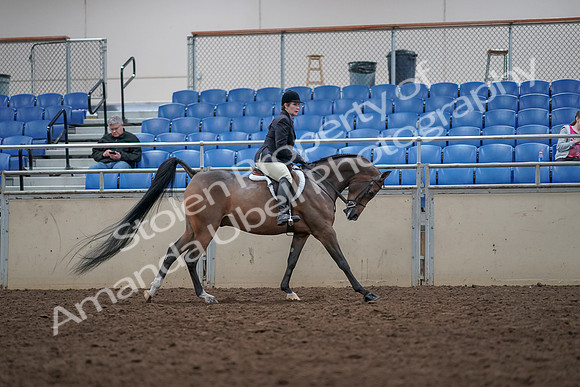2019 Morgan Horse Show - Aug 31, 2019 - 16130