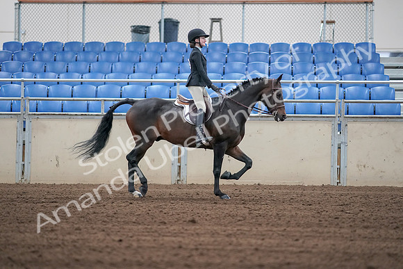 2019 Morgan Horse Show - Sept 01, 2019 - 03825