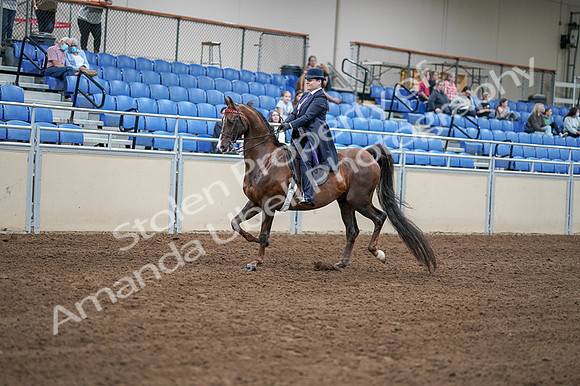 2020 - AB Morgan Horse - Fri, Sept 04 - 07885