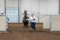 2020 - AB Morgan Horse - Sat, Sept 05 - 00630