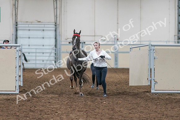 2020 - AB Morgan Horse - Sat, Sept 05 - 00630