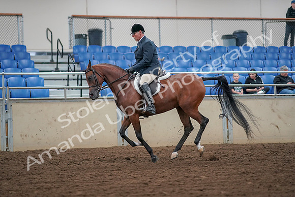 2019 Morgan Horse Show - Aug 30, 2019 - 16358