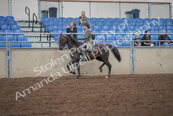 2019 Morgan Horse Show - Aug 30, 2019 - 15314