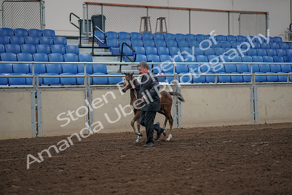 2019 Morgan Horse Show - Aug 31, 2019 - 00368