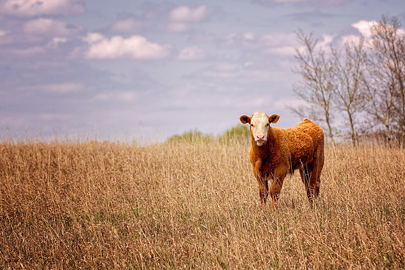 Farm Animals - 008
