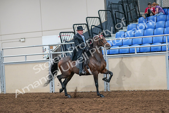 2020 - AB Morgan Horse - Sat, Sept 05 - 08143