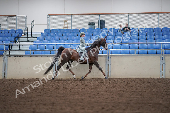 2019 Morgan Horse Show - Aug 30, 2019 - 18017