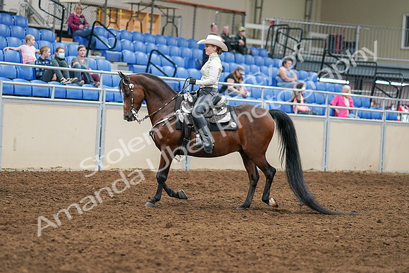 2020 - AB Morgan Horse - Sat, Sept 05 - 08877
