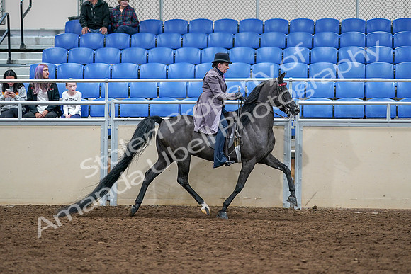 2020 - AB Morgan Horse - Sat, Sept 05 - 13843
