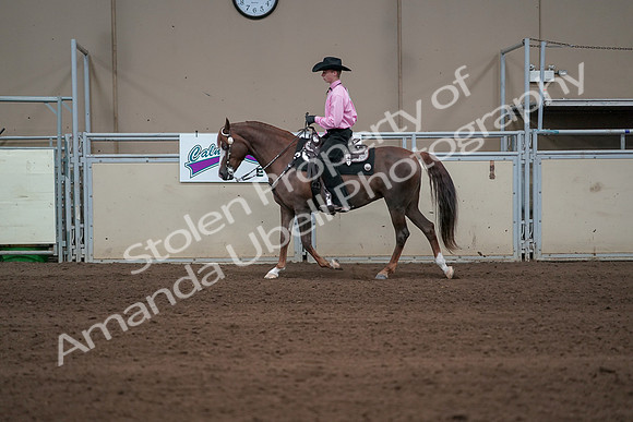 2019 Morgan Horse Show - Sept 01, 2019 - 06905