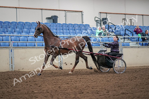 2019 Morgan Horse Show - Aug 30, 2019 - 13167