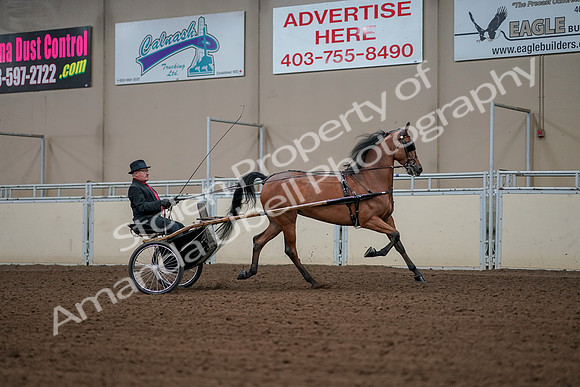 2019 Morgan Horse Show - Aug 30, 2019 - 13421