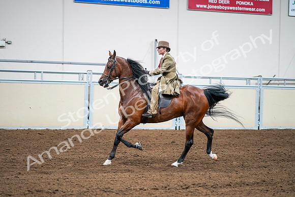 2020 - AB Morgan Horse - Sat, Sept 05 - 08106