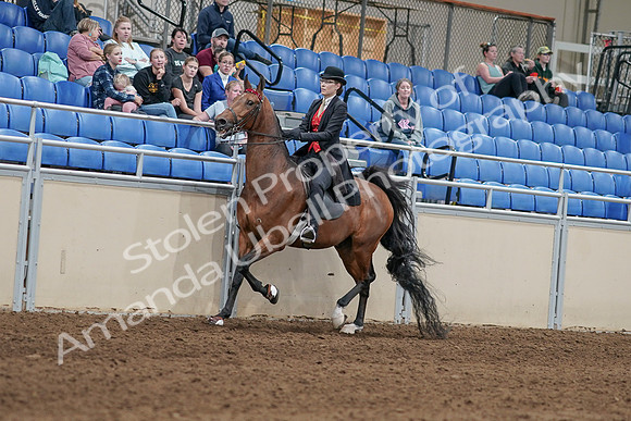 2020 - AB Morgan Horse - Sat, Sept 05 - 06713
