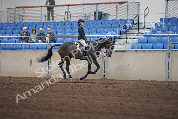 2019 Morgan Horse Show - Sept 01, 2019 - 03874