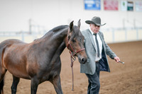 2020 - AB Morgan Horse - Sat, Sept 05 - 00148