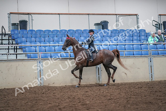 2019 Morgan Horse Show - Aug 30, 2019 - 17821