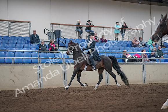 2019 Morgan Horse Show - Aug 31, 2019 - 08605
