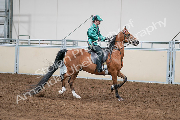 2020 - AB Morgan Horse - Fri, Sept 04 - 08686