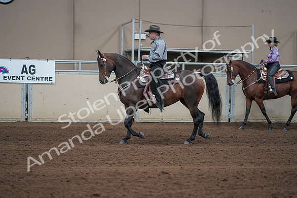 2019 Morgan Horse Show - Sept 01, 2019 - 06858