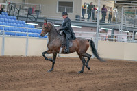 2020 - AB Morgan Horse - Sun, Sept 06 - 00285