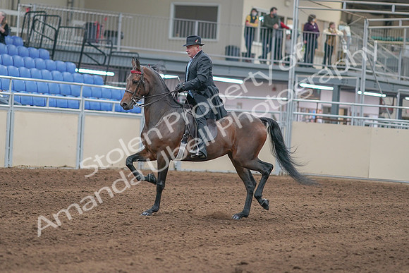 2020 - AB Morgan Horse - Sun, Sept 06 - 00285