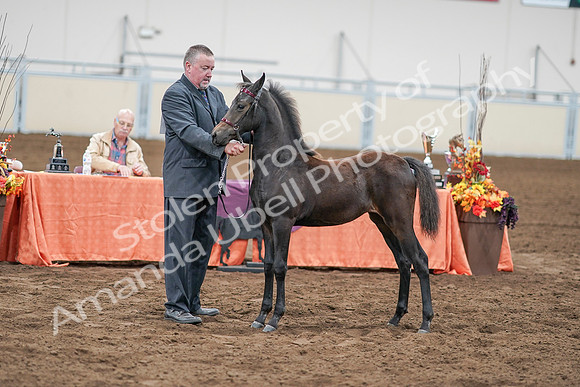 2020 - AB Morgan Horse - Sat, Sept 05 - 00523