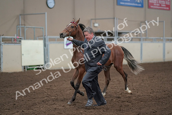 2019 Morgan Horse Show - Aug 31, 2019 - 00262