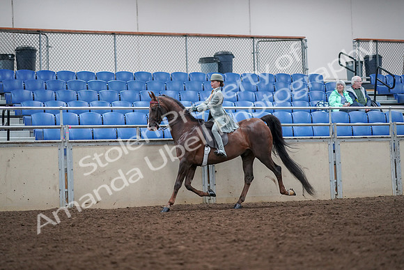 2019 Morgan Horse Show - Aug 30, 2019 - 17859